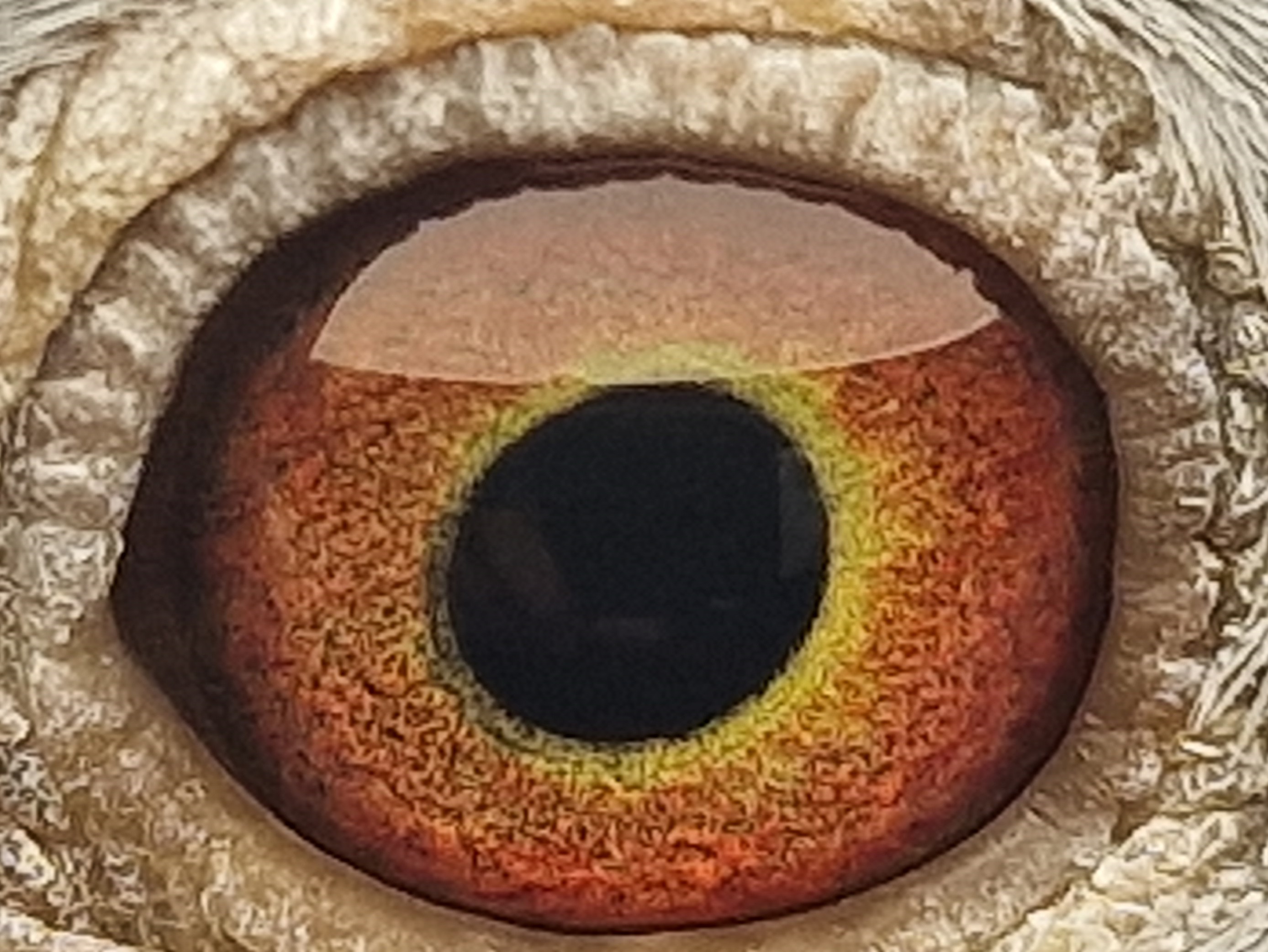 Pigeon eye